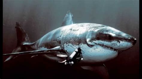 Are megalodons real. Things To Know About Are megalodons real. 